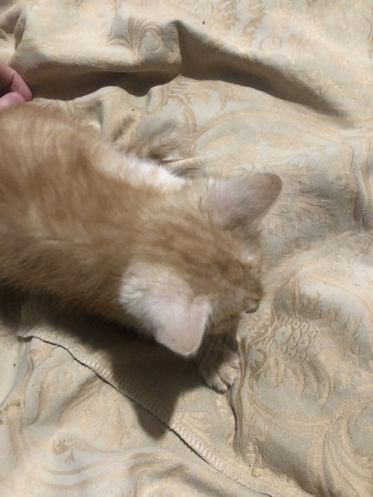 Відаю котів в ужгороді