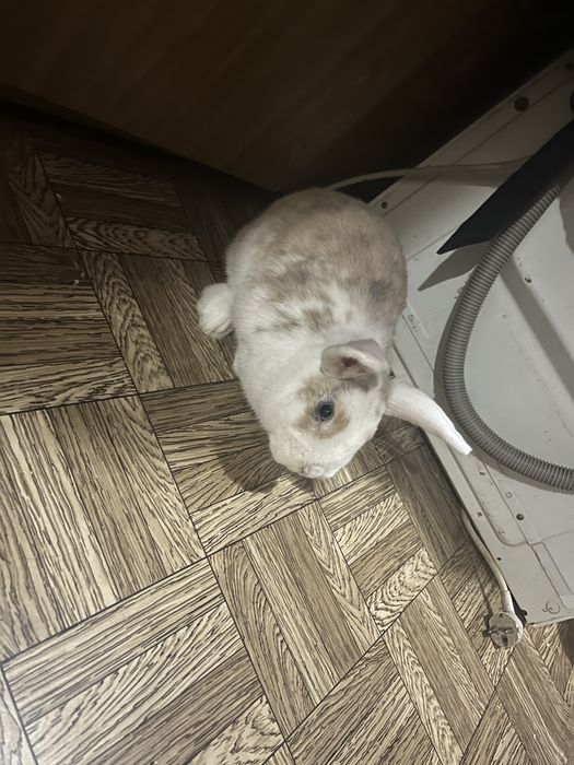 Декоративний кролик