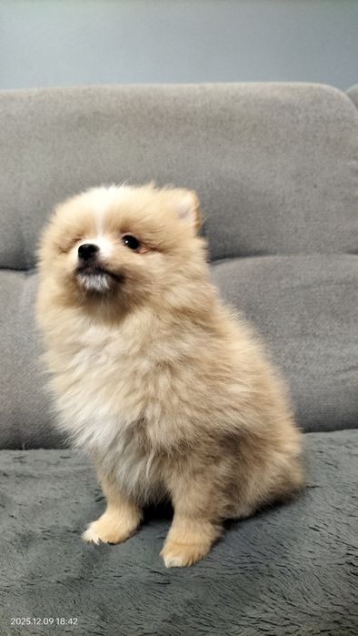 Rudy piesek szpic miniaturowy