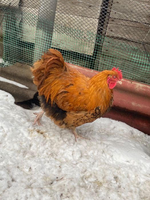 Sprzedam koguty orpington