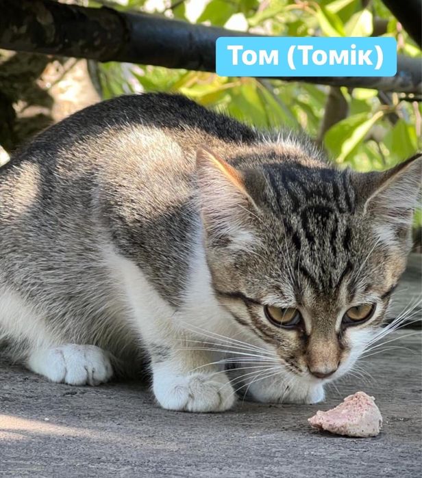 Киця і три малюка шукають дім