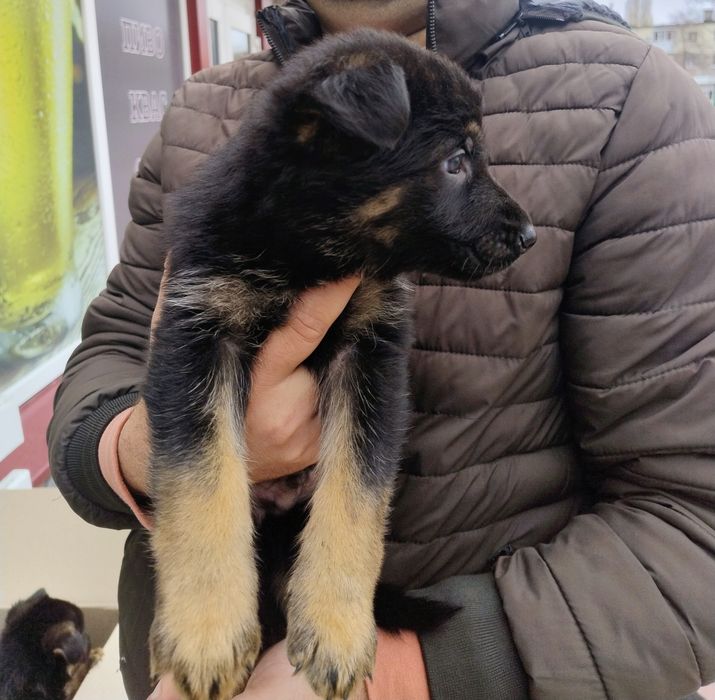 Щенки немецкой овчарки