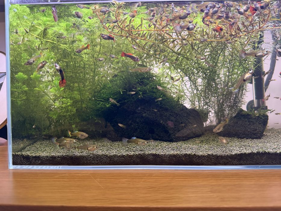 Dou guppies fêmeas zona da Maia