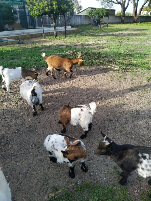 Mini cabrinhas anãs