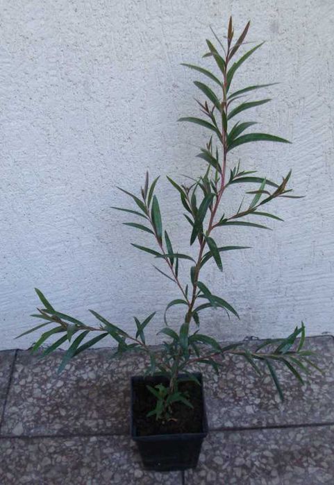 KUFLIK CYTRYNOWY - sadzonki w doniczkach