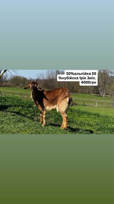 Кози. Нубійські. Зааненські. Альпійські