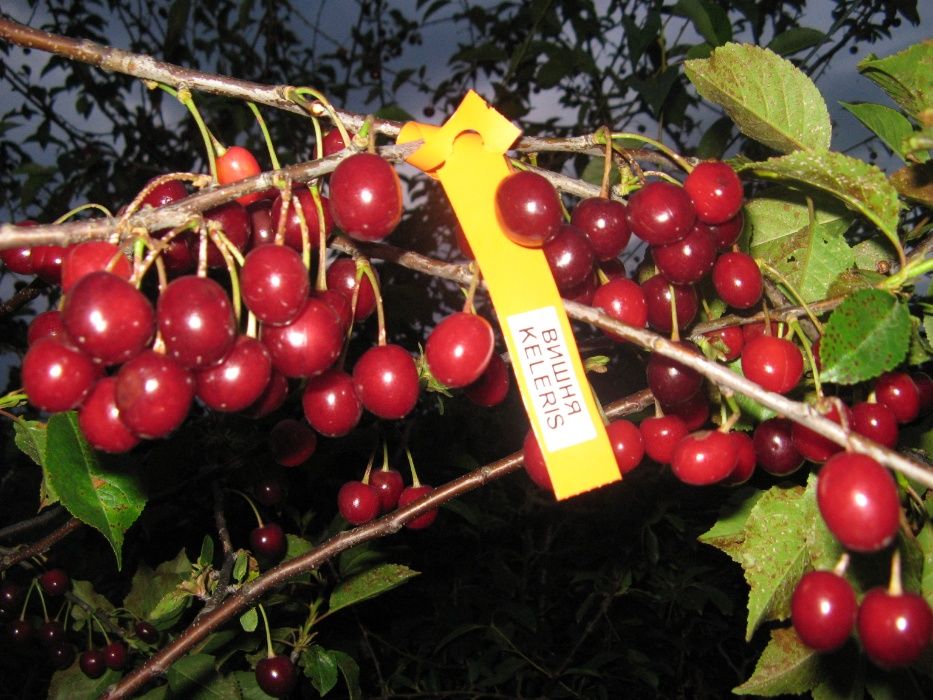 Саджанці фруктових дерев,кущів та квітів у контейнерах