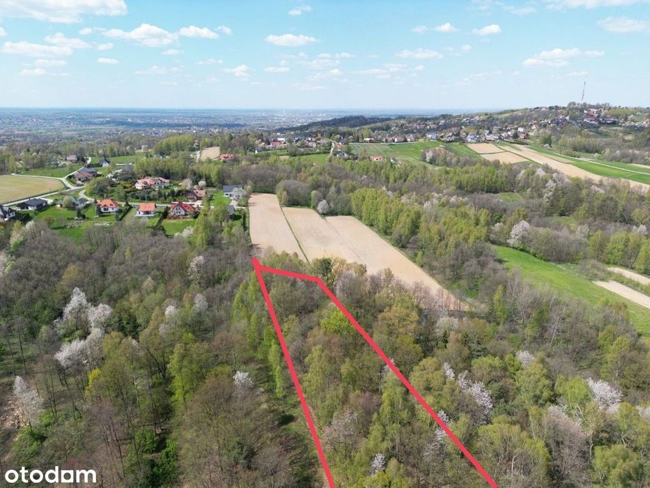 Twój prywatny las blisko Tarnowa – 98 arów spokoju i natury!