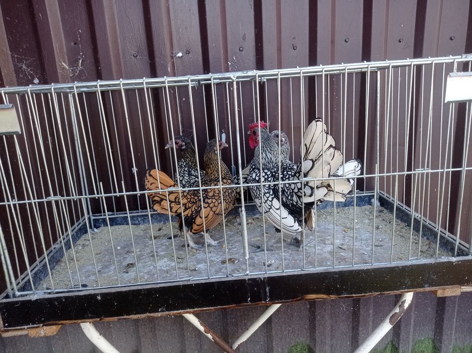 Sebrytki kury ozdobne