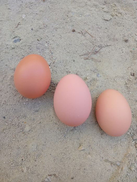 Продам інкубаційні  яйця