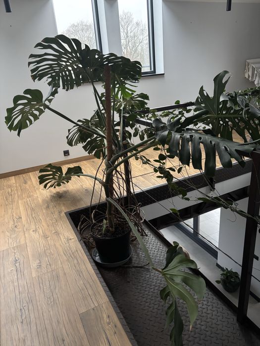Monsterę deliciosa o wysokości ok. 170 cm