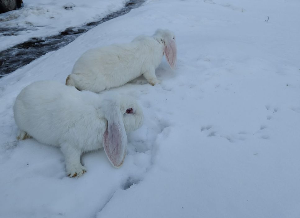 Barany francuskie samice