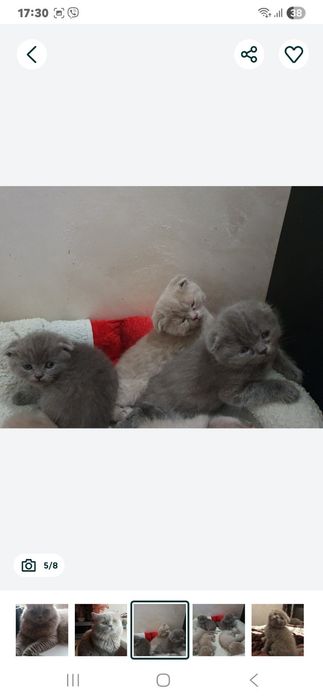 В'язка Шотландський прямоухий