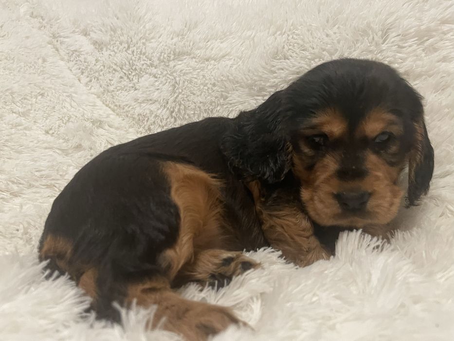 Cocker spaniel angielski