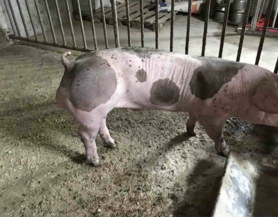 Запліднення Сім'я Кнура Спермодози  Свиноматка