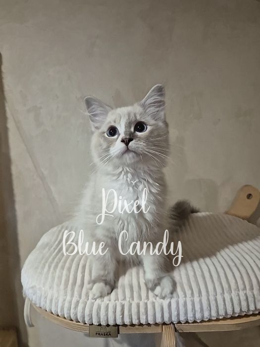 Kot Ragdoll Pixel Blue Candy Pl FPL Warszawa Gotowy do odbioru