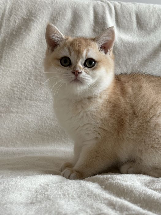 Chłopczyk brytyjski