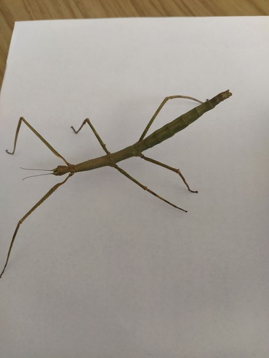 Палочник Аннамский необычный домашний питомец