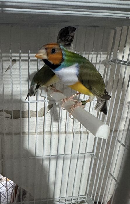 Vendo Casal Diamantes-de-Gould (inicio de 2025)