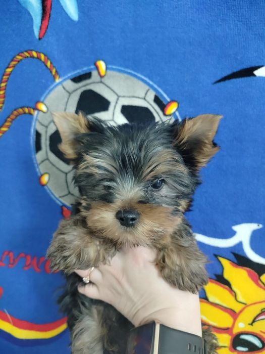 Привитые родословные йорики