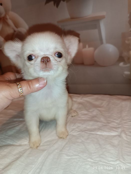 Чихуа, чихуашечка ніжна красуня, 2,5 міс