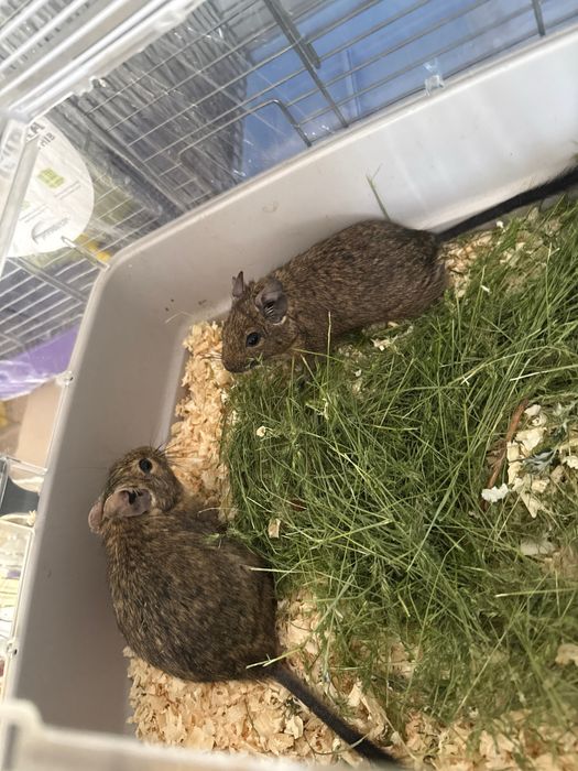 Крыски ручные (от 1 месяца)