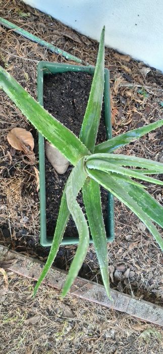 Uma planta Aloe Vera grande altura 65 cms