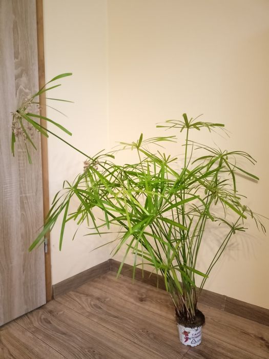 Papirus Cibora -kwitnący -sadzonka 100 cm -kwiat doniczkowy