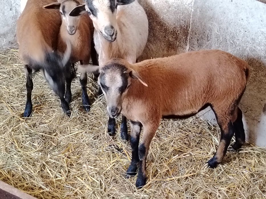 Kozy miniaturka/baranki