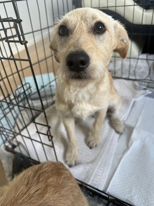 Śliczne pysie do adopcji