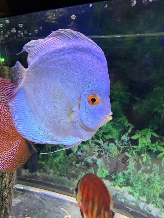 Peixe Discu blue diamond c/olho vermelho