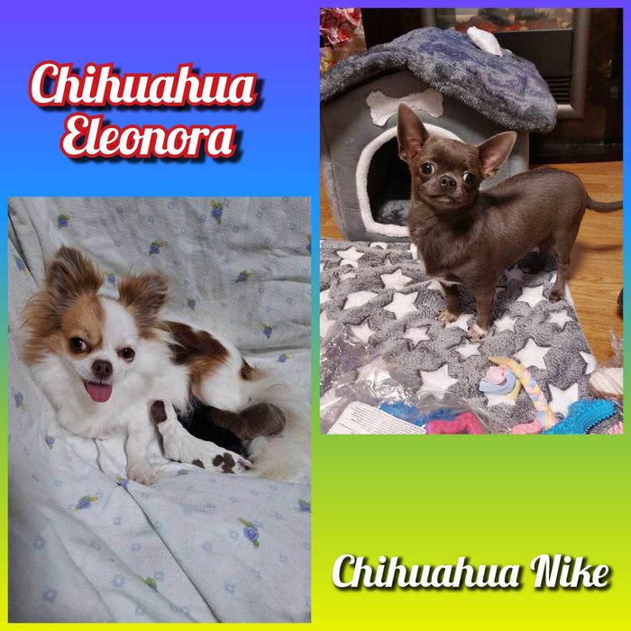 Czarna suczka rasy chihuahua jest gotowa do nowego domu.