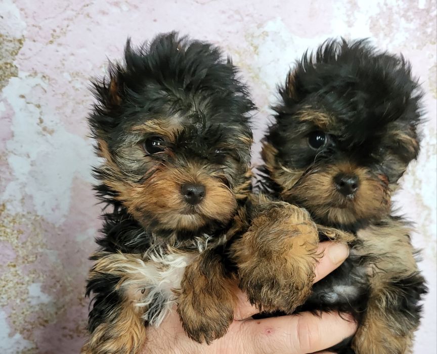 Мимишные мини йорки