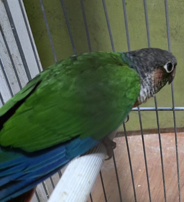 Pyrrhuras casal pronto a criar