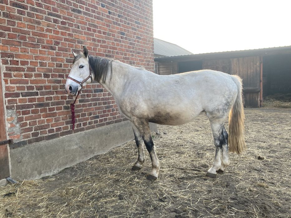 klacz śląską dotacyjna wysokoźrebna