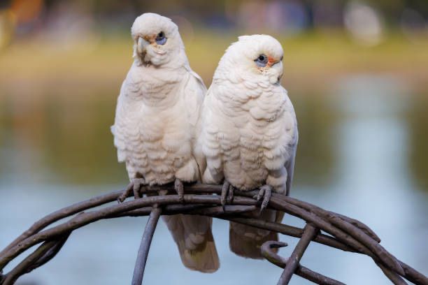 Casal de cacatuas sanguineas