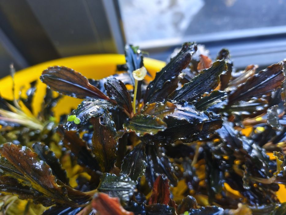 Bucephalandra, Bucki