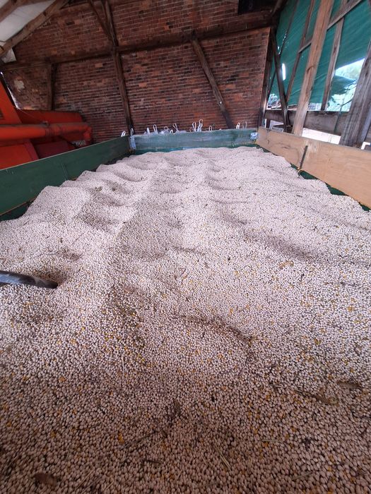 Sprzedam łubin biały