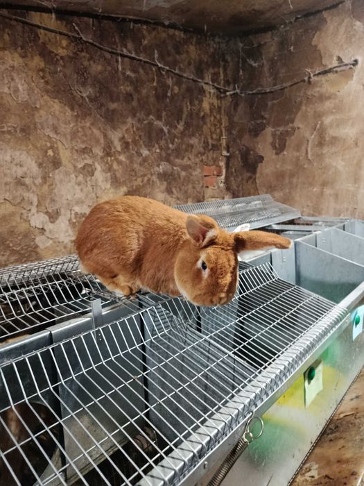 Продам кролів різного віку