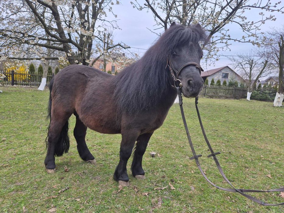 Kuc szetlandzki ogier z licencją