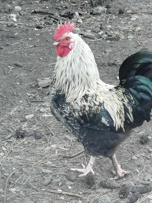 півень  Гостомель 1 рік