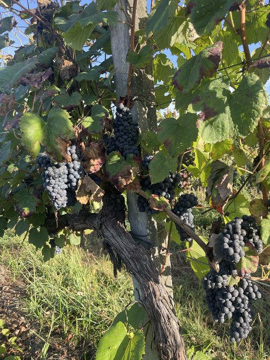 Uvas Tintas Vinhão na Videira - Bom acesso