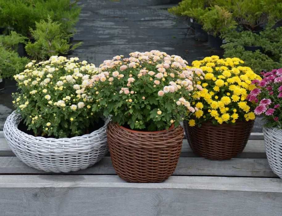 Doniczki wykonane z rattanu