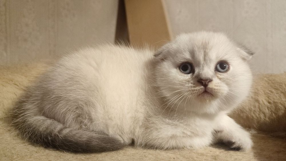 Шотланский прямоухий вязка(блю поинт)