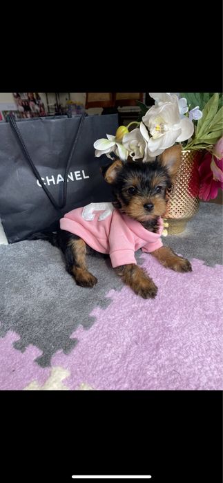 Йоріки мініки з паспортом