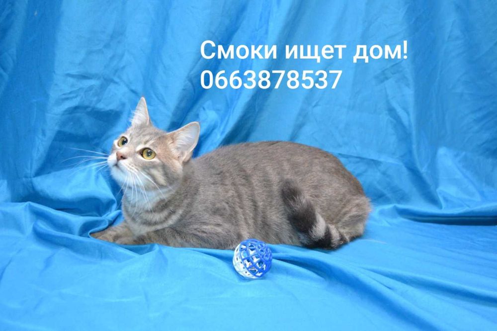 красавец Смоки ищет дом и семью!