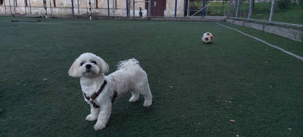 Шукаю дівчинку для злучки