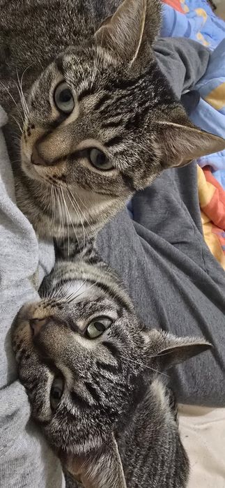 Adoção Conjunta | 2 Gatos Machos Esterilizados | Irmãos Inseparáveis