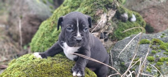 Pitbull Czarne szczenię