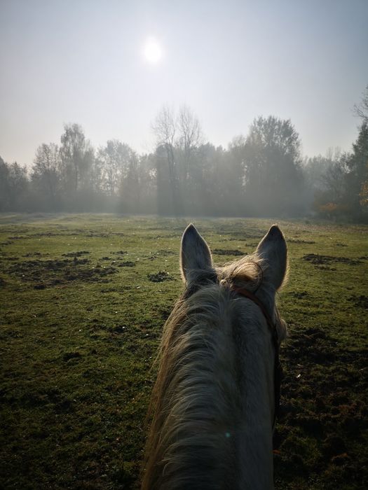 Oddam za darmo obornik koński, super jakość, SZCZĘŚLIWE KONIE, Połomia